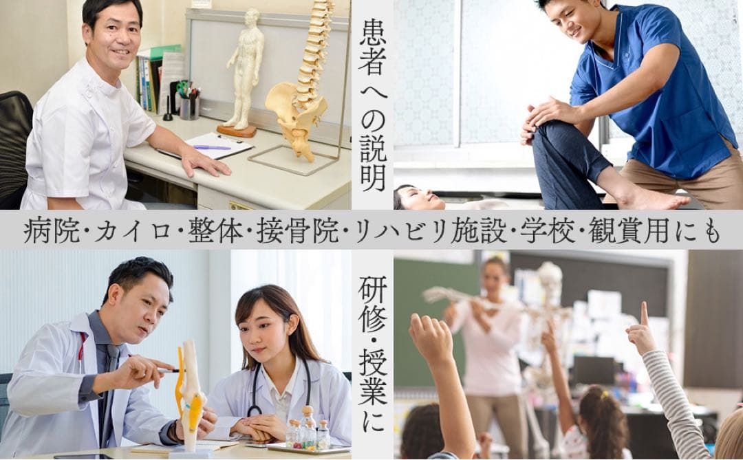 等身大 人体模型 170cm 神経根有り 全身骨格模型 骨格標本