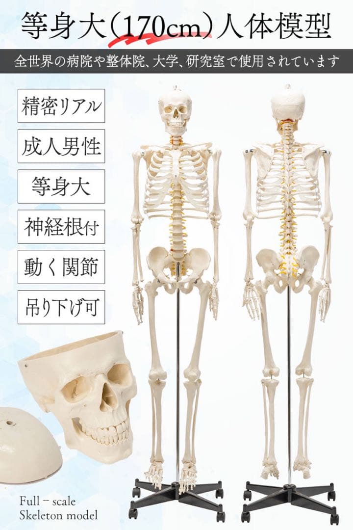 等身大 人体模型 170cm 神経根有り 全身骨格模型 骨格標本