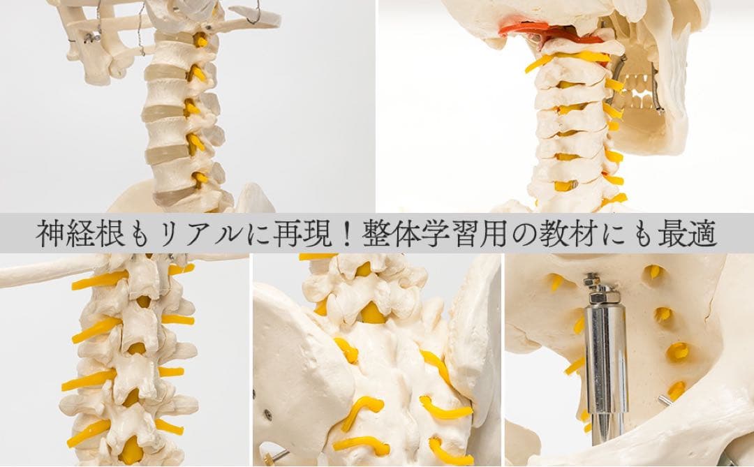 等身大 人体模型 170cm 神経根有り 全身骨格模型 骨格標本