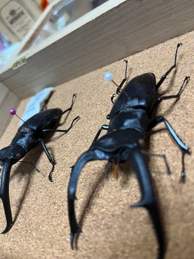 マンディブラリスフタマタクワガタ　標本 約11cm木製ケース付き