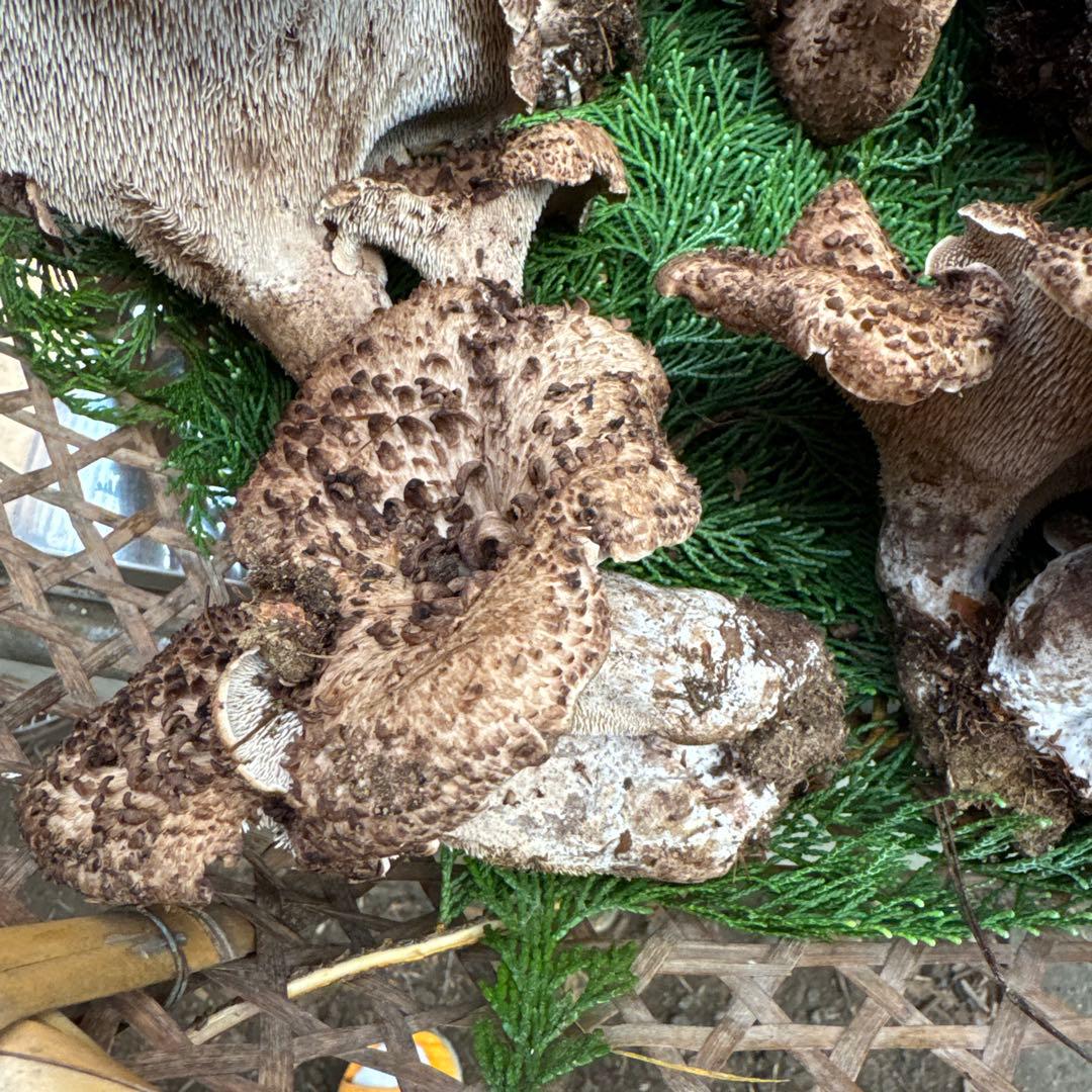 1信州上伊那産天然香茸￼1kg