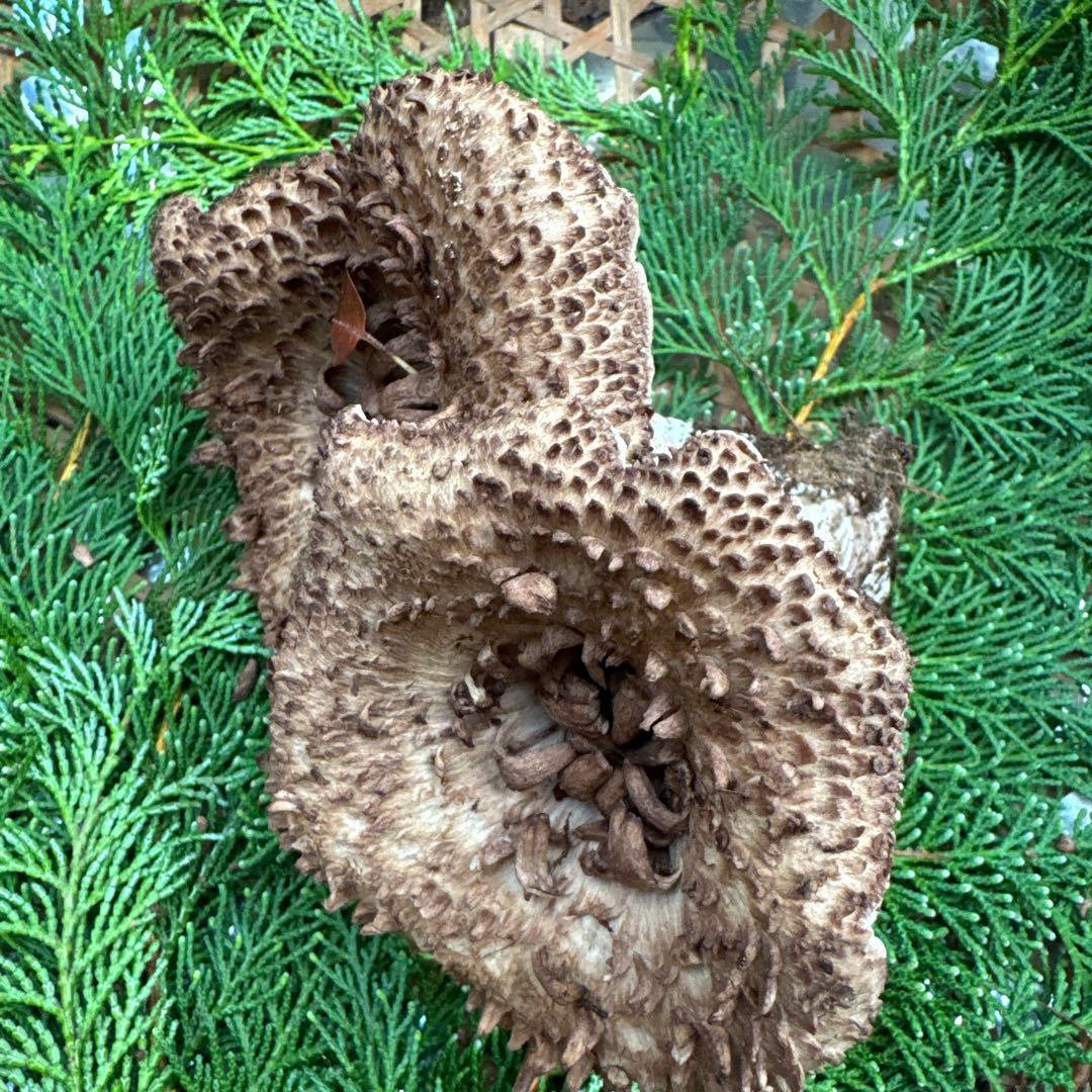 1信州上伊那産天然香茸￼1kg