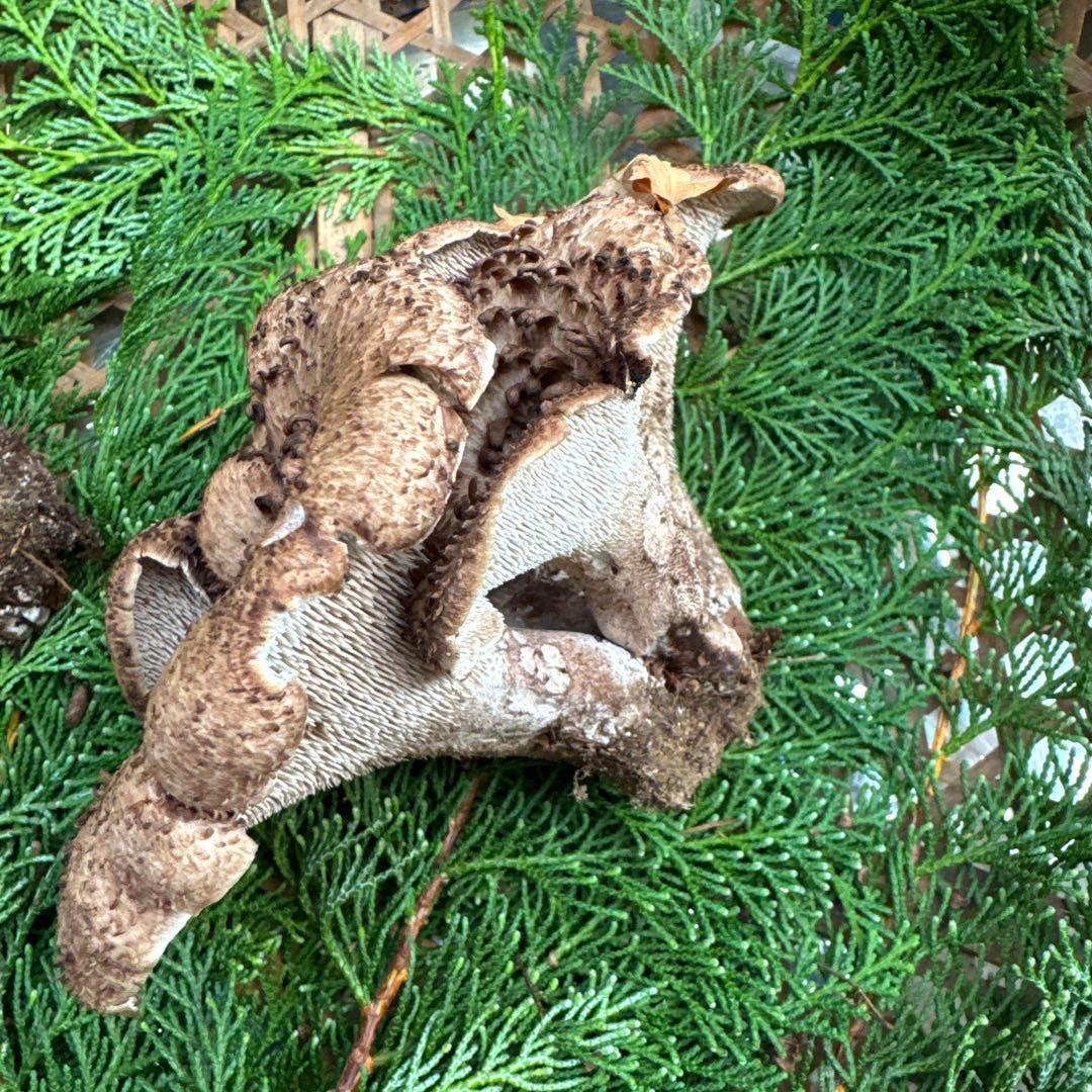 1信州上伊那産天然香茸￼1kg