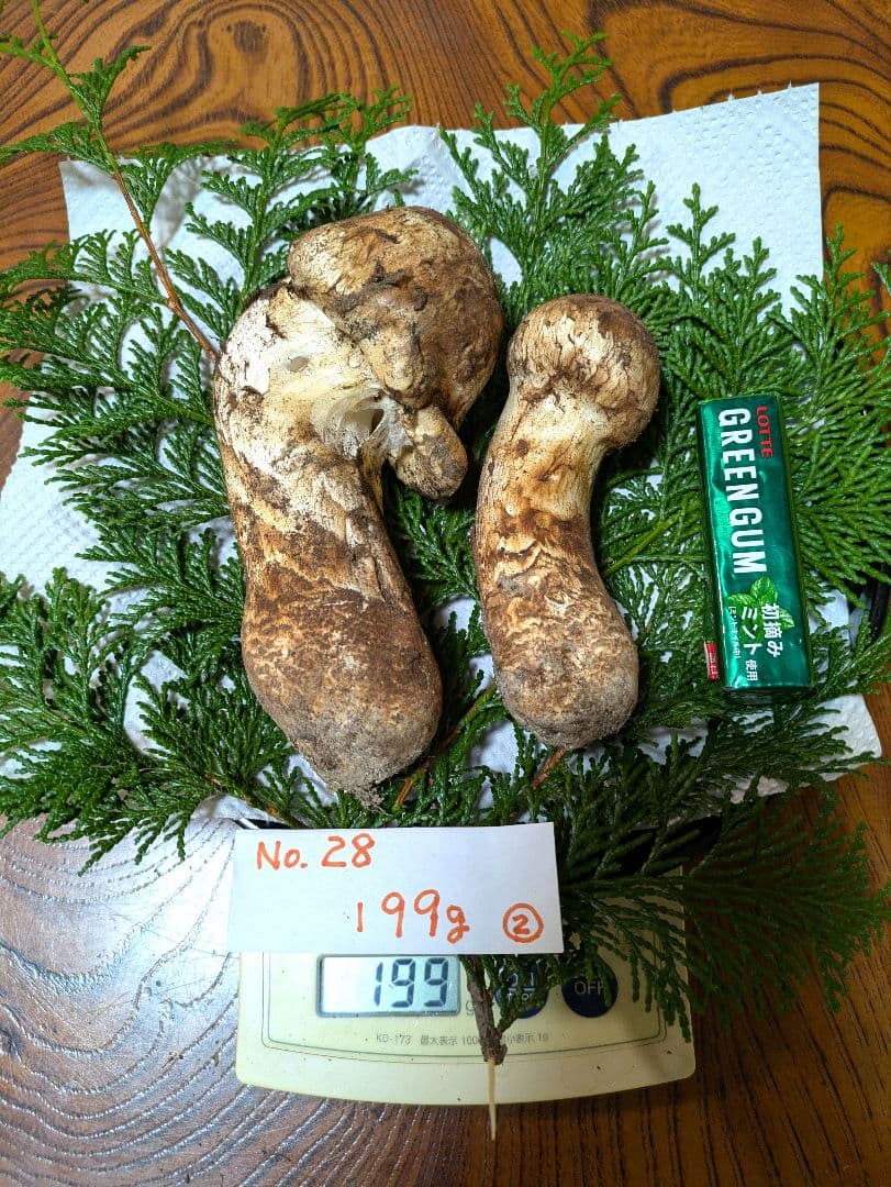 南信州★長野県産11月9日採れたて松茸199グラム2本-送料無料-28