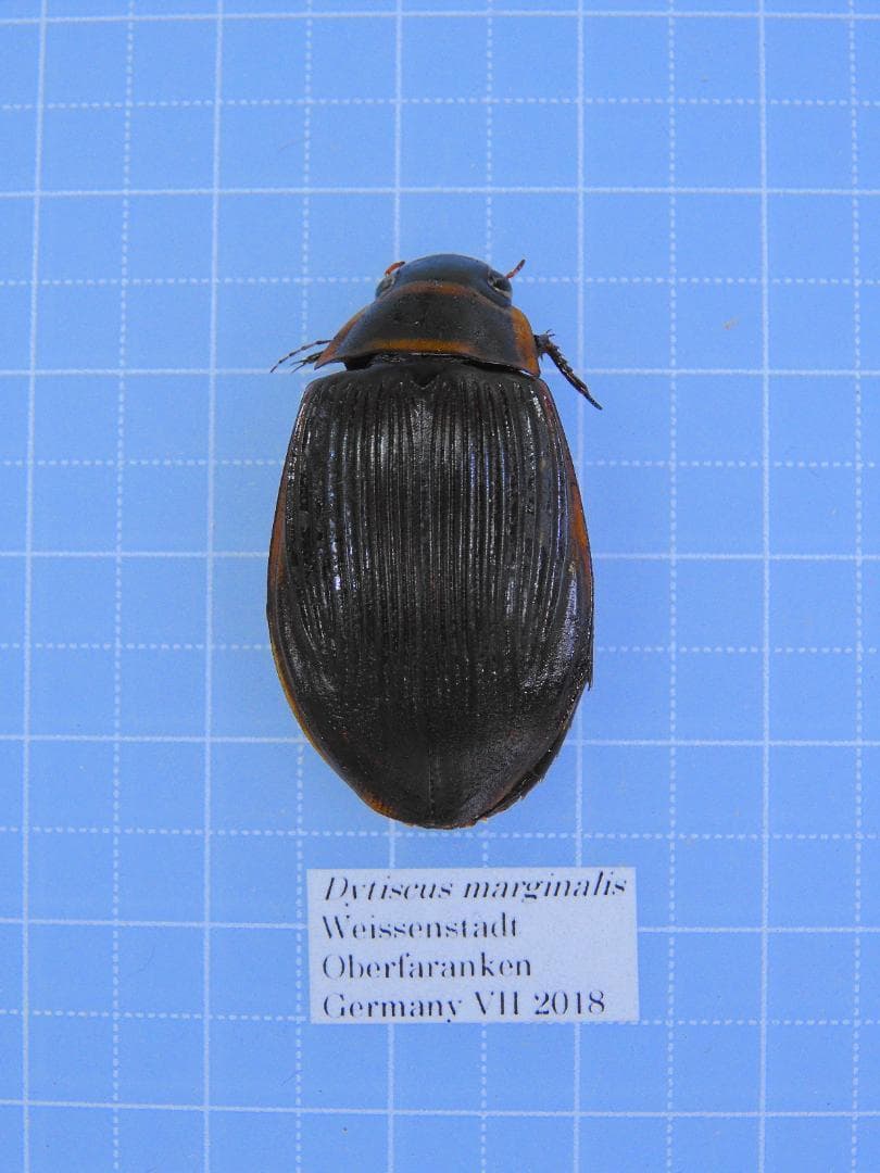 ドイツ産　ゲンゴロウモドキ　30mm ドイツではプロテクトかかってます