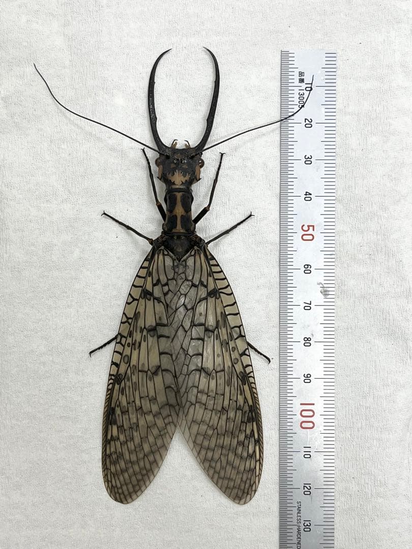 昆虫　標本　オオキバヘビトンボ　胸部に模様のある種類　125mm