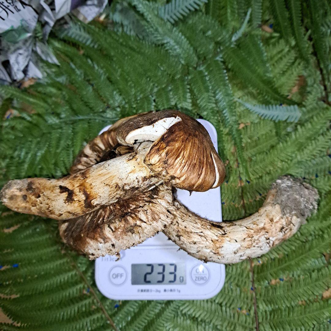 広島県産松茸　233g