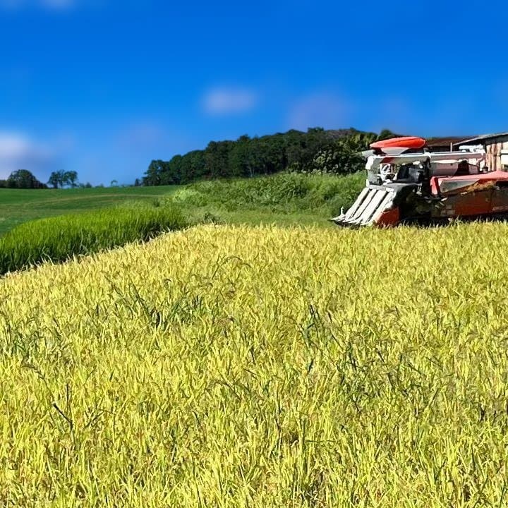 令和7年8月収穫土佐米/高知県産コシヒカリ 10kg 送料込/精米済(箱入り)