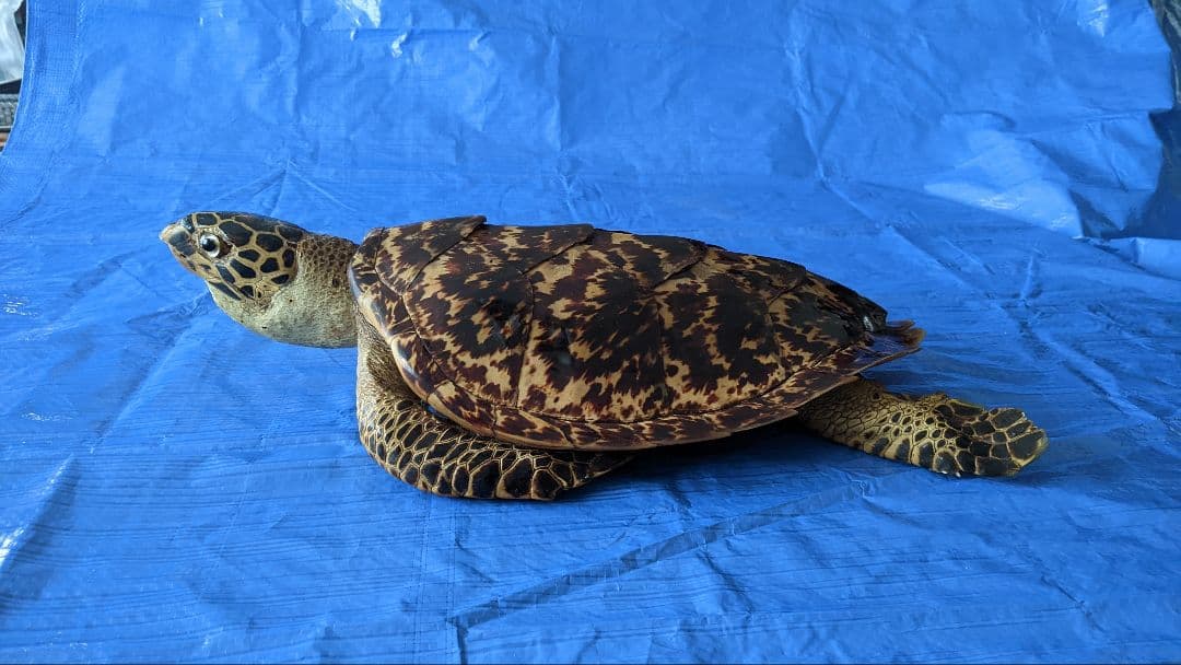 ③うみがめ〚タイマイ〛の剥製　 　壁掛けフックつき