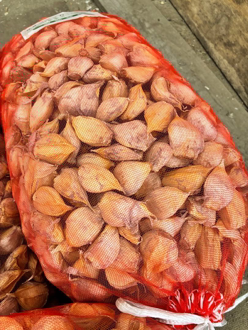 青森県にんにくタネ10Kg 大、特大　消毒