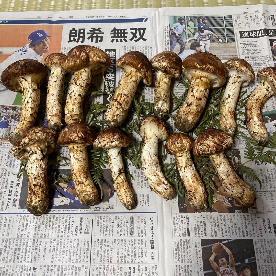 岩手県産マツタケ