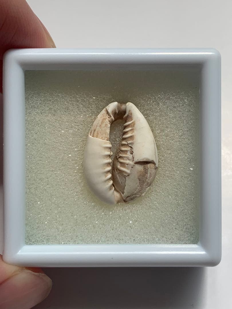 中国貝貨　紀元前1500年頃　古銭　貨幣　アンティーク　出土　縄文　石器