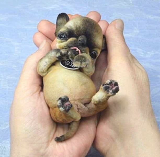 国内作家　アートドール　ぬいぐるみ　テディベア　アーティストベア　チワワ