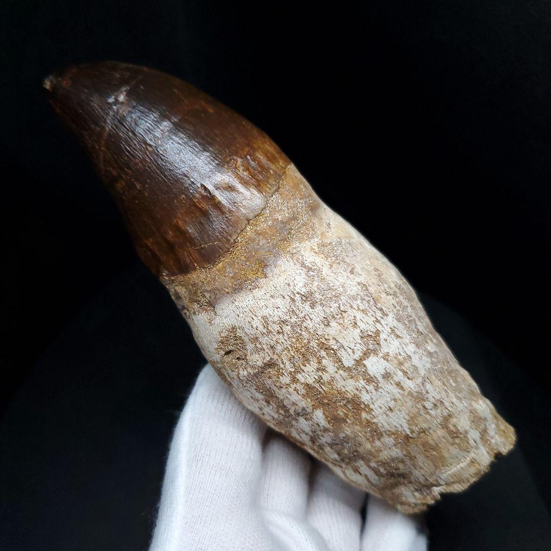 特大 歯根付き モササウルス 化石 歯 本物  123.82mm  mos74