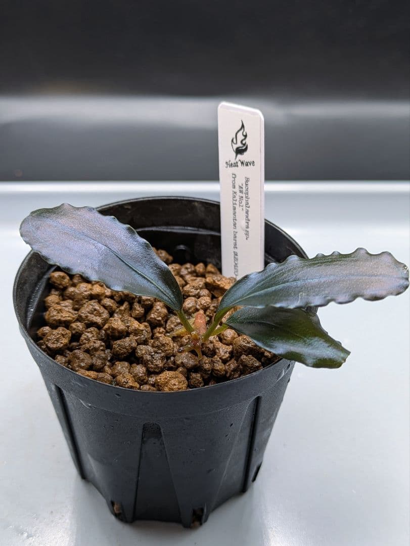 ブセファランドラsp.AW No.1　水上株　タグ付き