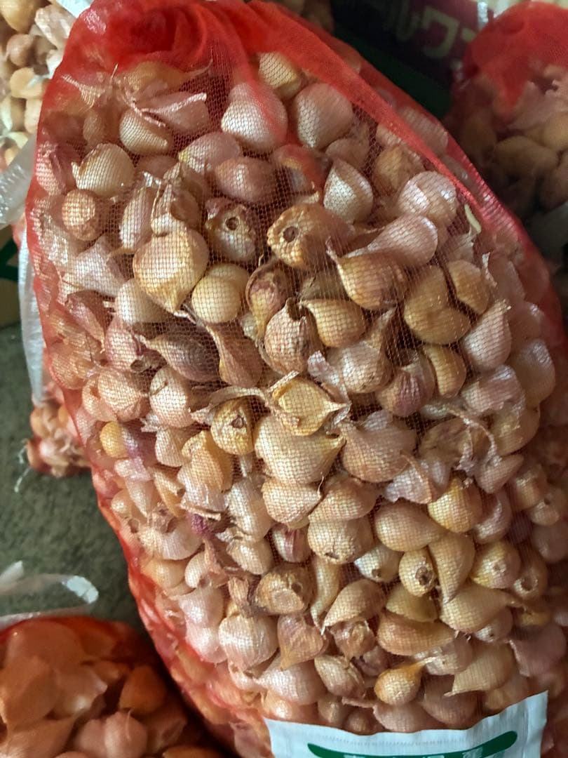 新物　青森県バラにんにく20Kg小