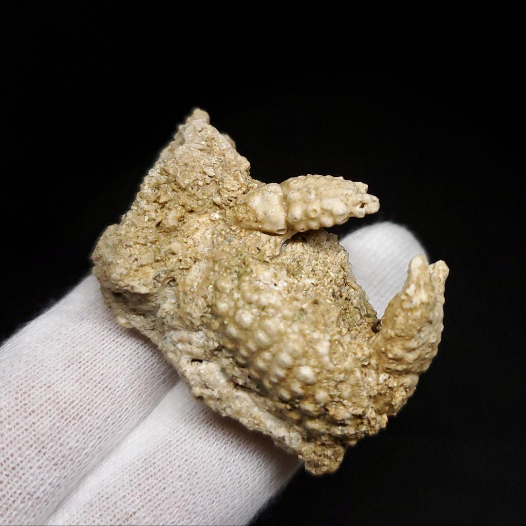 美品 カニ 歯 本物  化石 恐竜 産 43.84mm  fcr2