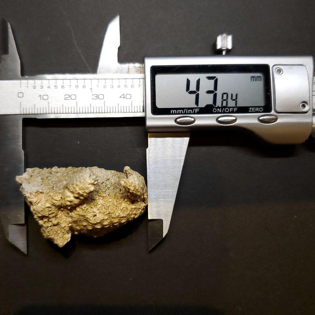 美品 カニ 歯 本物  化石 恐竜 産 43.84mm  fcr2