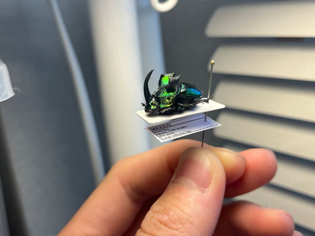 【17mm♂】デーモンニジダイコクコガネムシ 糞虫フンチュウ