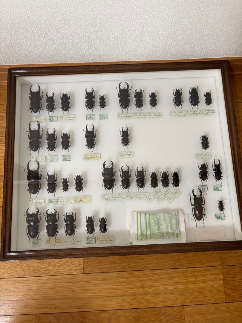 クワガタ　標本　オオクワガタ　木製フレーム