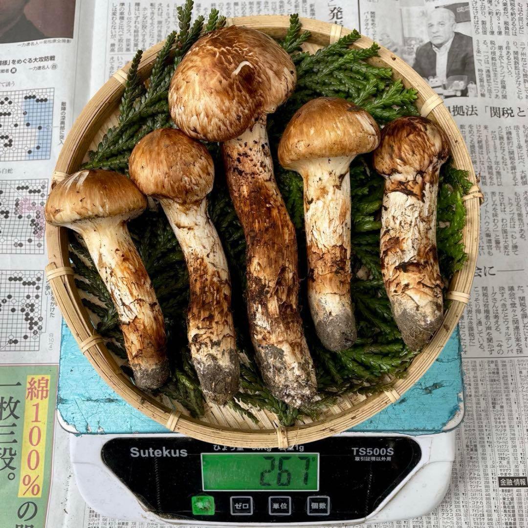 天然きのこ 松茸 国産 良品‼️ マツタケ まつたけ 大自然の凛さん採取その166