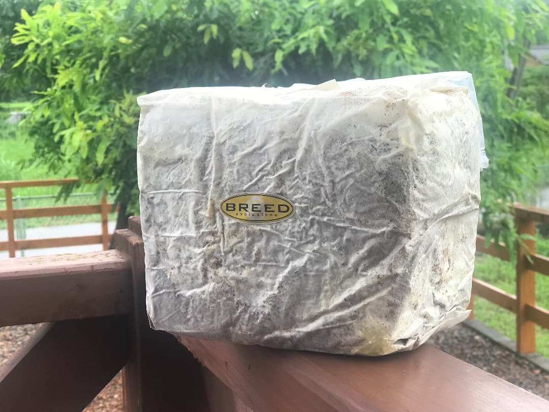 高性能・高品質　BREED菌糸ブロック　3500cc　12個