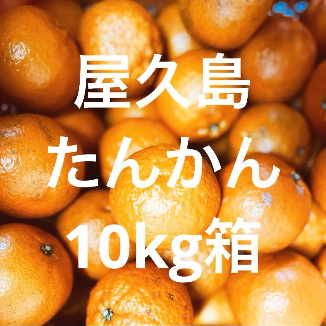 《人気の屋久島産！》甘いたんかん自宅用10kg箱 加工用 タンカン④