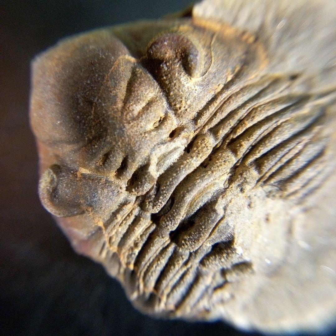 三葉虫　化石　fossil　ボリビア産　trilobite　海生動物個体④