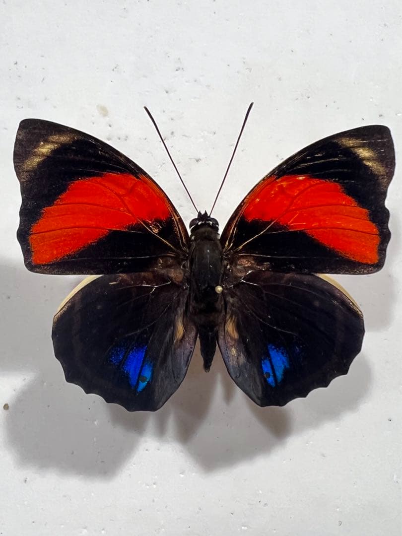 アグリアス　ゼノドルス！赤型！　標本！