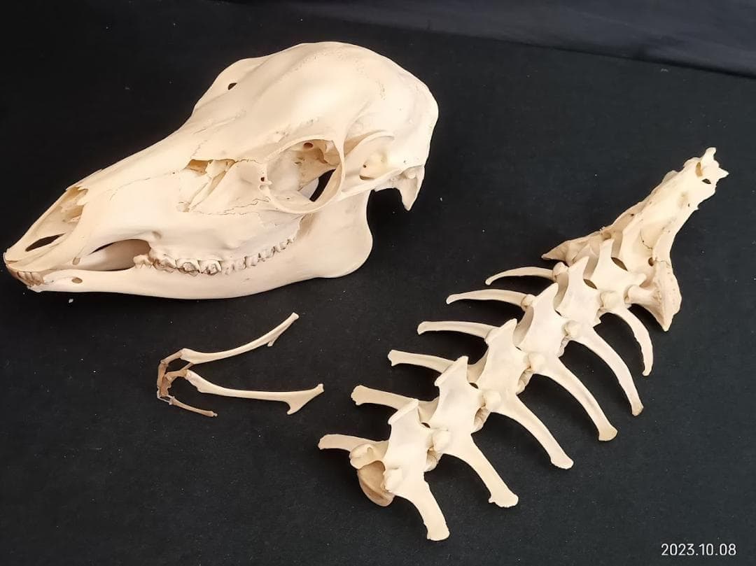 【お買い得】【美品】ニホンジカメス３６Kg　骨格標本　頭骨・舌骨・腰椎・仙椎