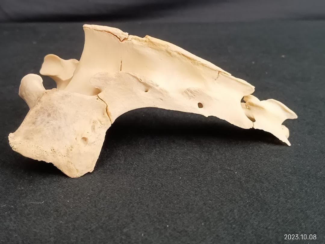 【お買い得】【美品】ニホンジカメス３６Kg　骨格標本　頭骨・舌骨・腰椎・仙椎