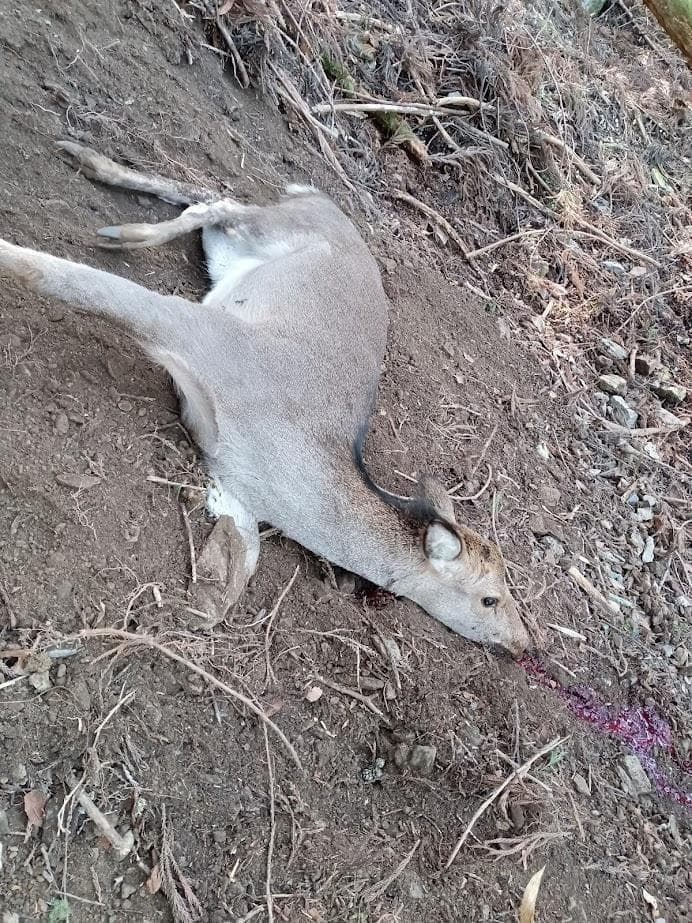 【お買い得】【美品】ニホンジカメス３６Kg　骨格標本　頭骨・舌骨・腰椎・仙椎