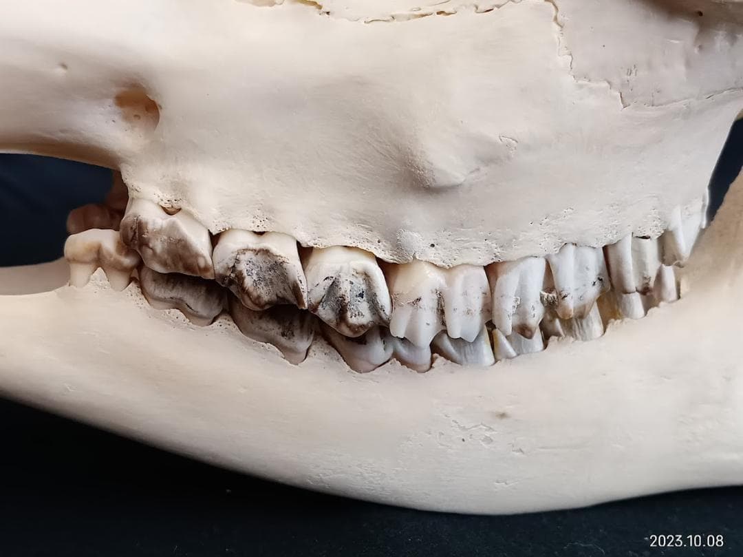 【お買い得】【美品】ニホンジカメス３６Kg　骨格標本　頭骨・舌骨・腰椎・仙椎