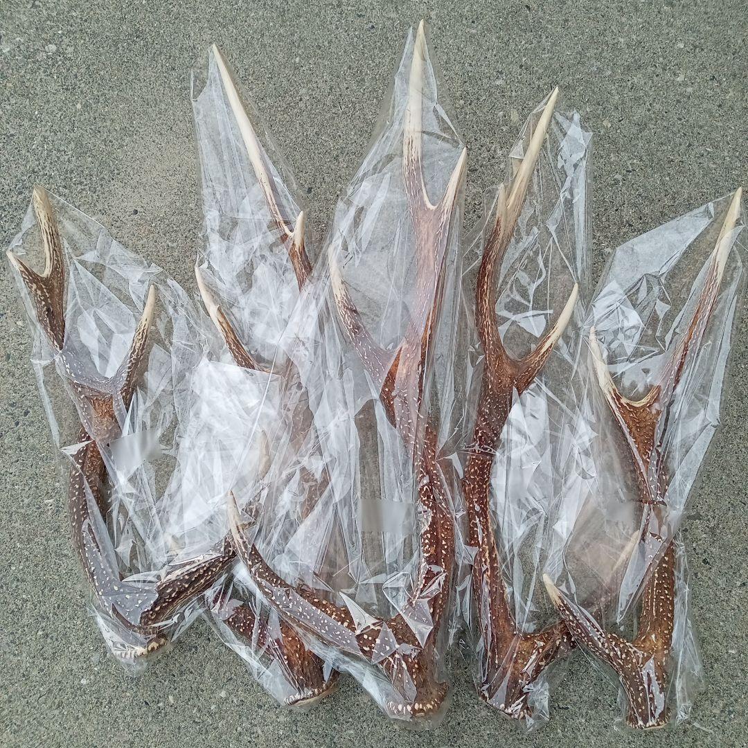 鹿の角 5本セット