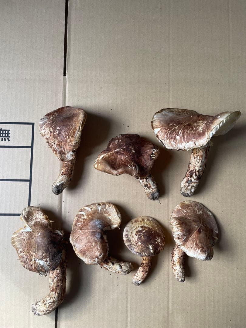 2025.11.24採れたて広島県廿日市産　松茸7本　合計約720グラム