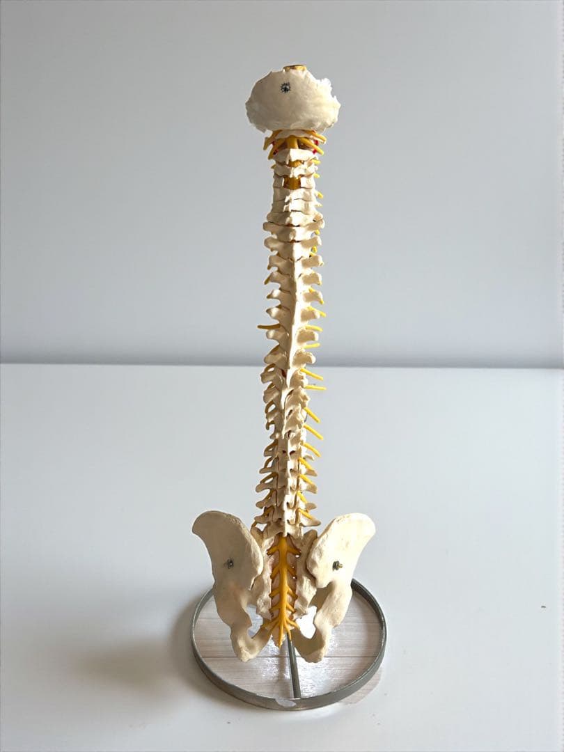 ●脊椎モデル 骨格模型 ソムソ ドイツ製 スタンド付き 整体カイロプラクティック