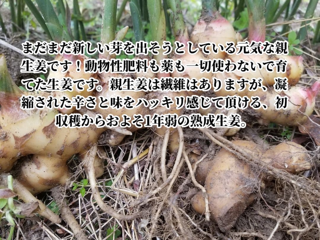 しらとり　古根生姜　5kg　期間限定価格