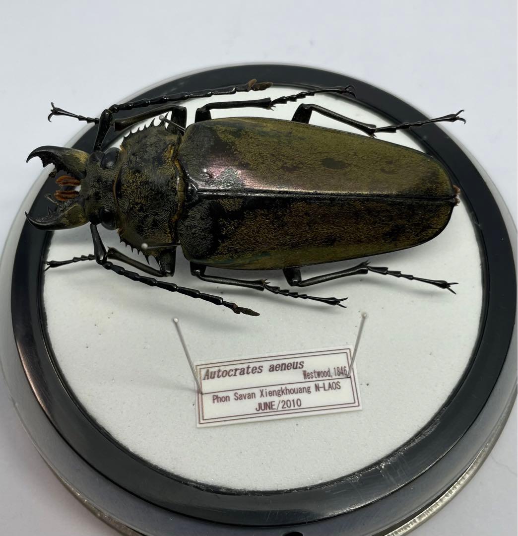 標本　クワガタモドキ　ラオス産　72㎜