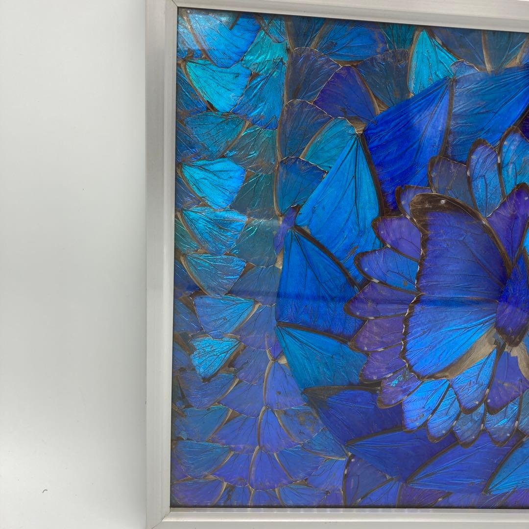【レア】　モルフォ蝶　アート　標本　芸術　コレクション　海外　美術　絵　昆虫　⑥