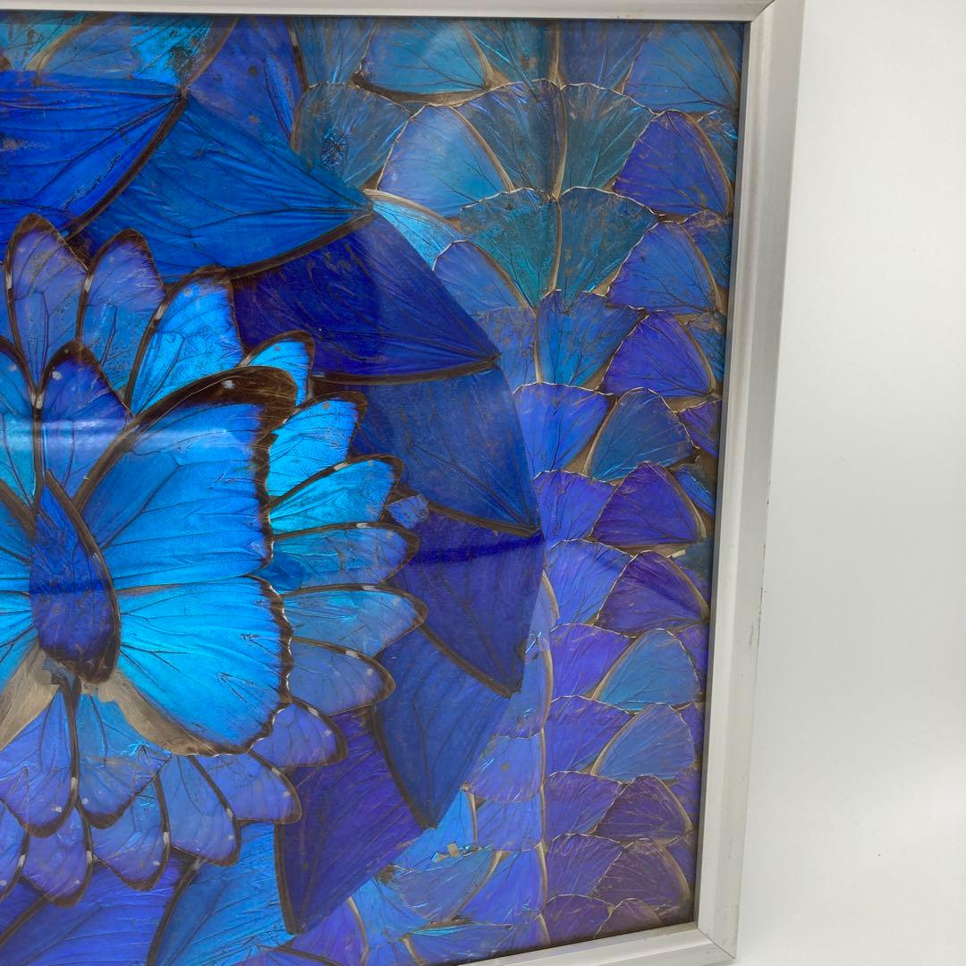 【レア】　モルフォ蝶　アート　標本　芸術　コレクション　海外　美術　絵　昆虫　⑥