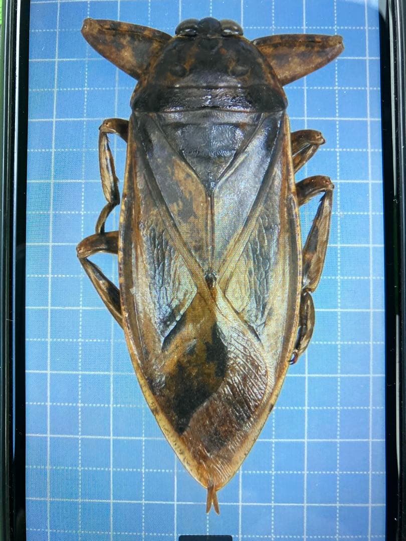 アキ　水生昆虫　73mm