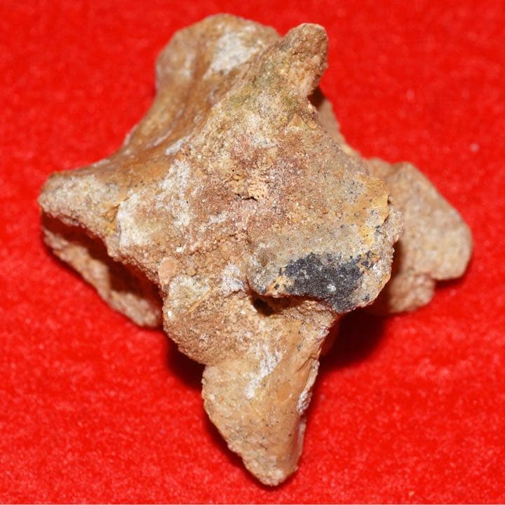 モロッコ産 ワニの椎骨化石