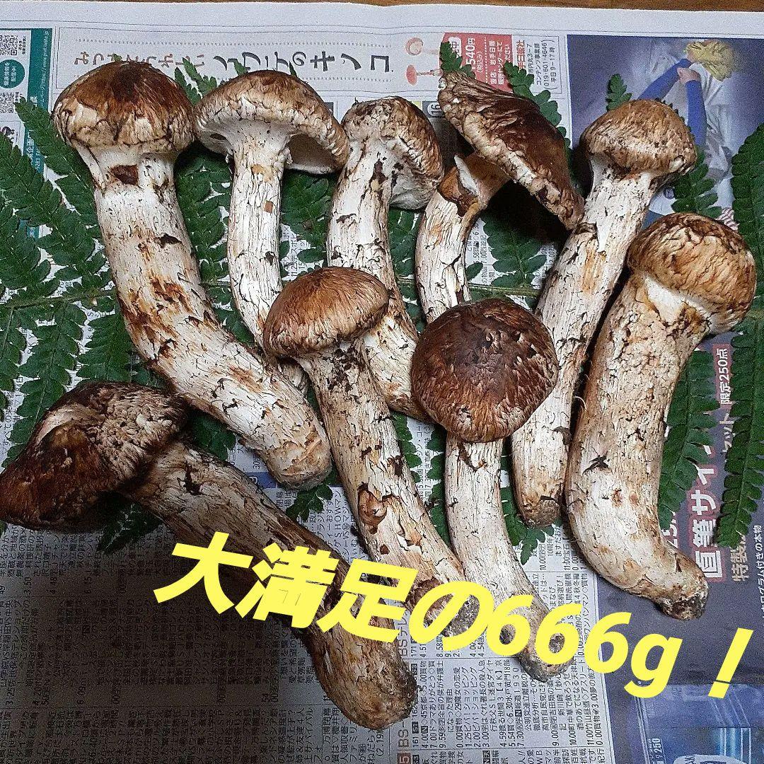 岩手県産　松茸　本日採れ　660g！！！！