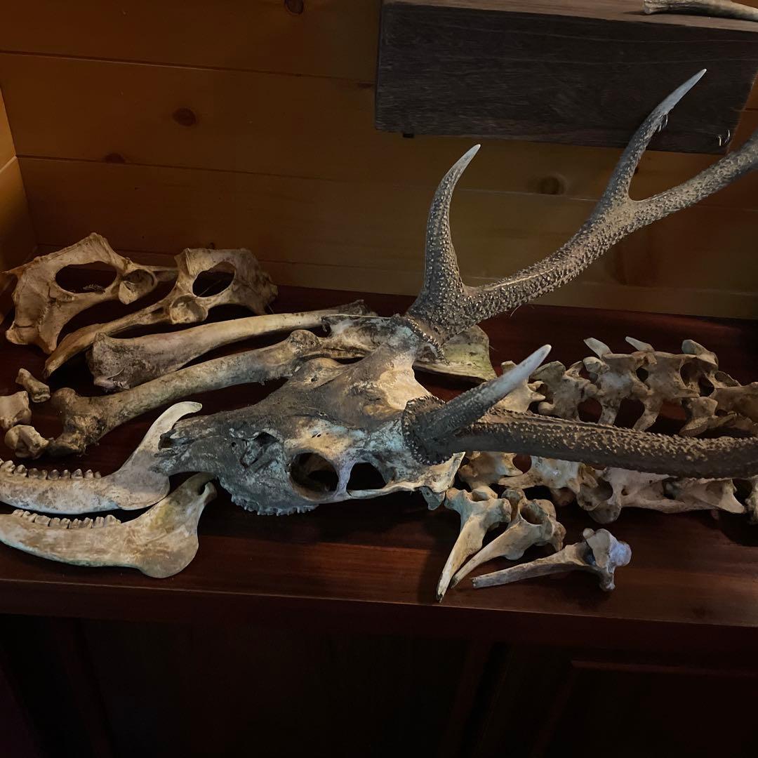 ひ*様 激レア美品　鹿の骨