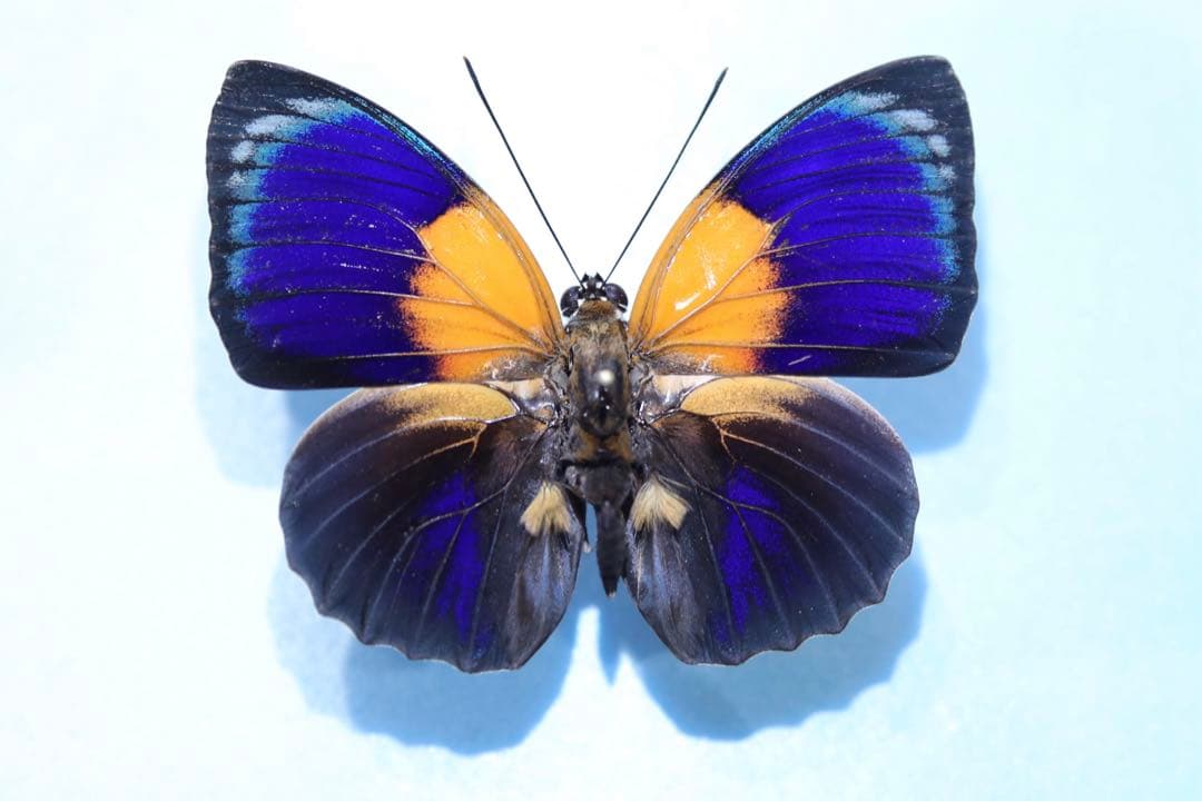 赤字大出血セール！アグリアス・ヒュイットソニウス ！緑帯出現！標本！