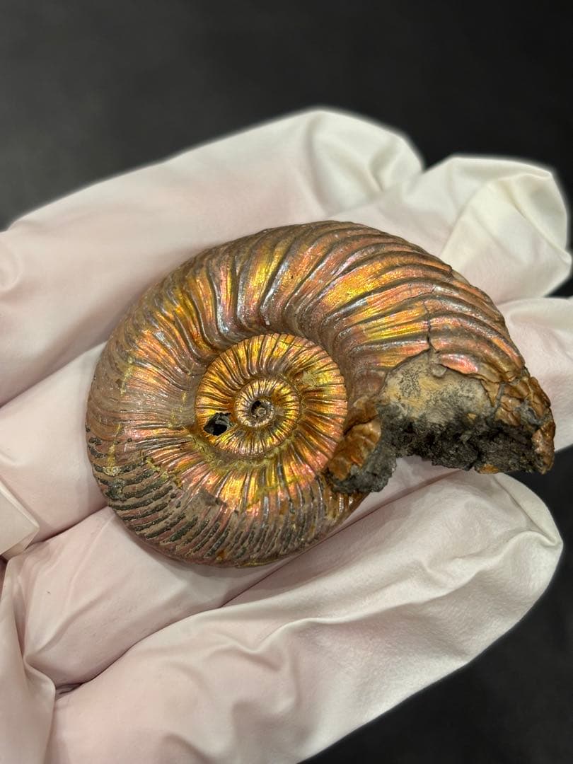 化石　クエンステッドセラス　アンモナイト