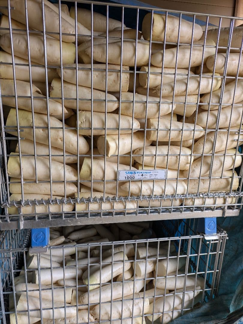規格外 大根 100kg