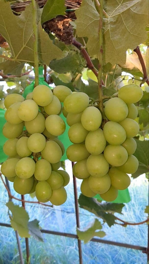 ⑦岡山県産シャインマスカット4kg