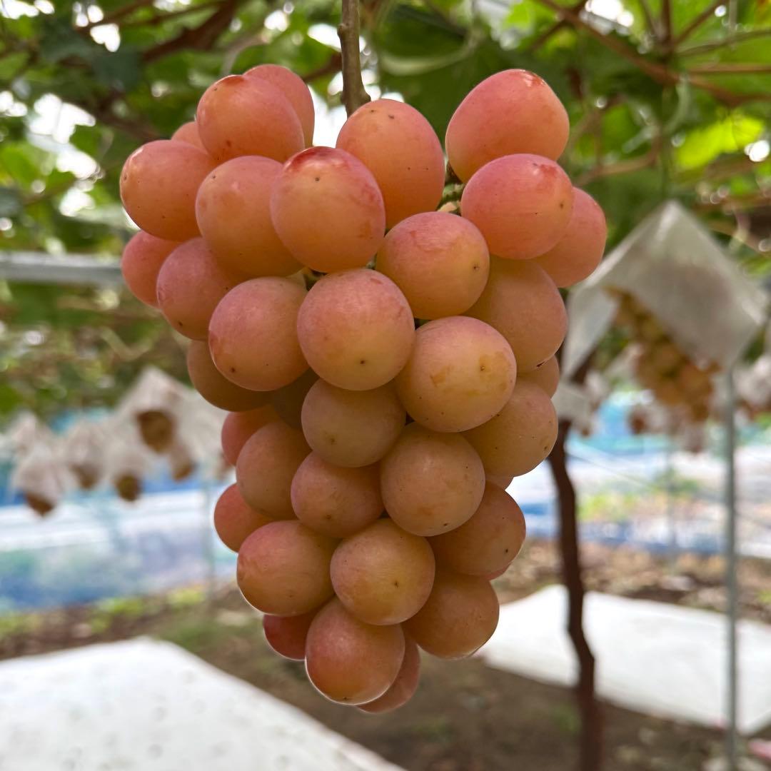 残り1箱！本日最終日16日発送【山梨県限定品種】訳ありサンシャインレッド 5kg