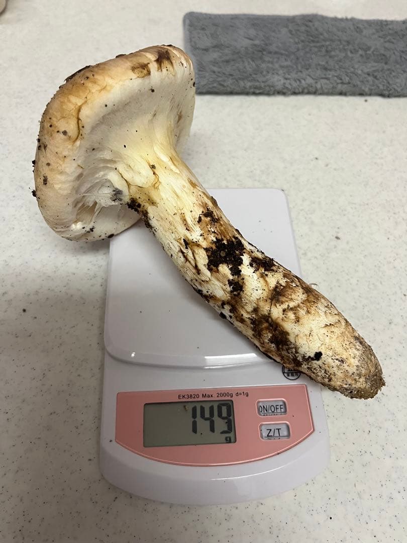 南信州産　松茸　本日朝どれ　149g